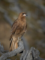 red tailed hawk