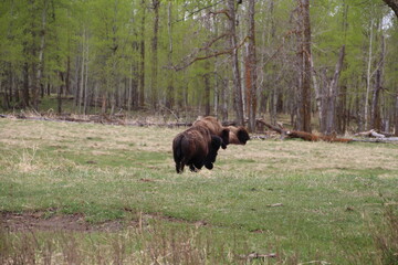 american bison in park national park