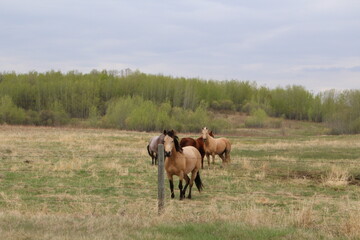 horses in the field