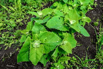 Atriplex hortensis, orache, used as a leaf vegetable in salads .