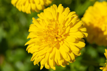 Flower of dwarf medicinal calendula blooming in the bright spring sun