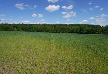 Spring field with young spikelets of wheat against the background of beautiful clouds on a sunny da