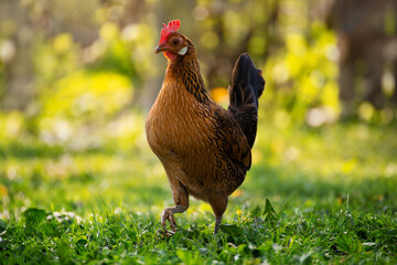 A hen grazing on green backyard grass