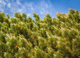 Flowering Scots pine Pinus sylvestris, branch with cones flowers and pollen