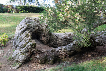 Árbol centenario tumbado en un jardín de un parque.