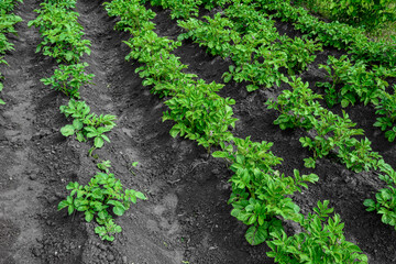 Rows of potato plants.in rows of potatoes plants .