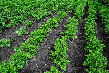 Rows of potato plants.in rows of potatoes plants .