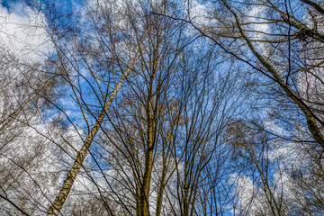 he branches of trees without leaves against the sky