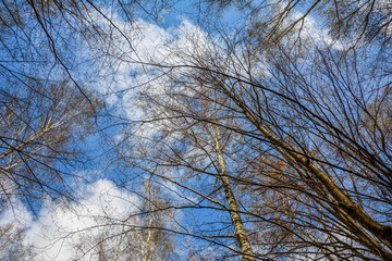 he branches of trees without leaves against the sky