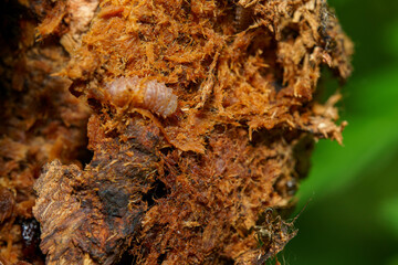 カミキリムシの幼虫