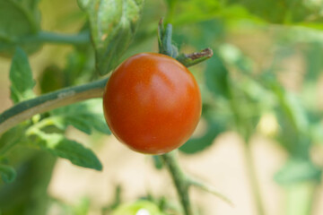 家庭菜園の赤く実ったミニトマト