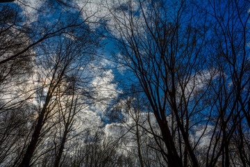 he branches of trees without leaves against the sky