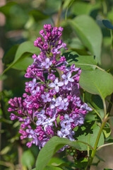 Fototapeta na wymiar A panicle of purple lilac blossoms (Syringa vulgaris).