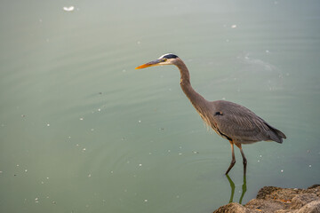 Great blue heron (Ardea cinerea) stands in the shallow water of the lake and waits for prey.