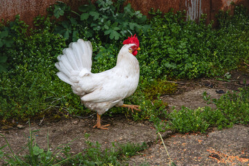 Minorka chicken (Spanish Menorquina) of the White British breed on a green lawn. Beautiful white chicken on the green grass on a sunny day. - obrazy, fototapety, plakaty