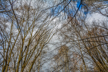 he branches of trees without leaves against the sky