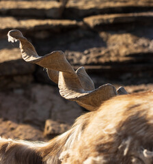 mountain goats on a rest in nature