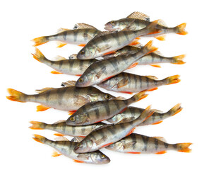 fresh perch fish isolated on white background