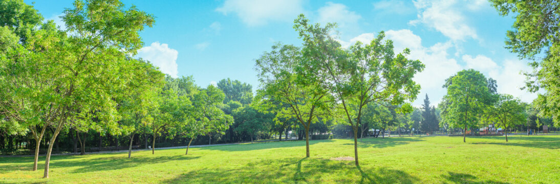 panorama of park and garden with grass on lawn and green trees in summer