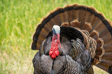 Close-up of male wild turkey with tail feathers spread.