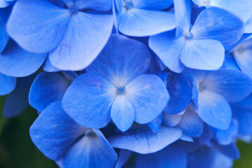 blue hydrangea flower in japanese garden