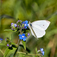 butterfly on a flower