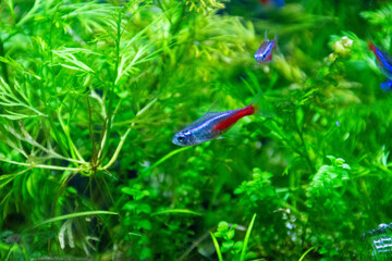 Aquarium_tropical fish
