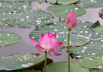 Pink lotuses in the pond, blooming lotuses and lotus buds