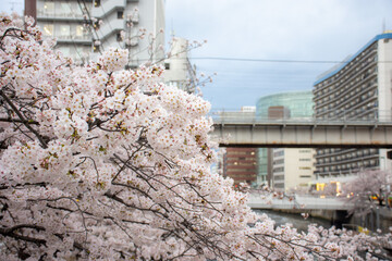 cherry blossom