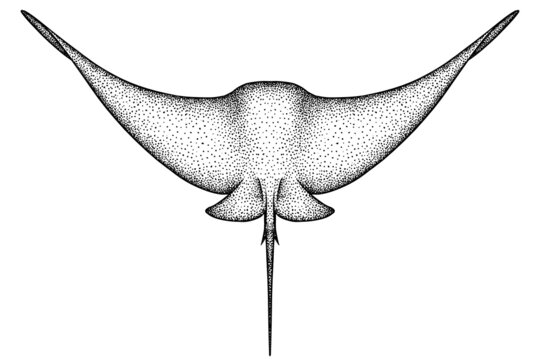 recommend clip art: black and white engrave isolated stingray illustration