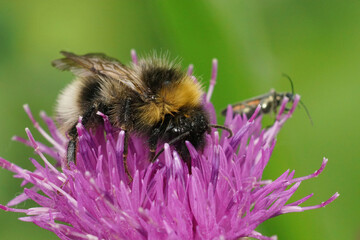 Closeup on a forest or  four-coloured Bombus sylvestris drinking nectar from a purple knapweed Centaurea jacae flower