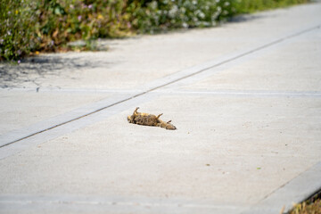Dead squirrel lying on the road. 