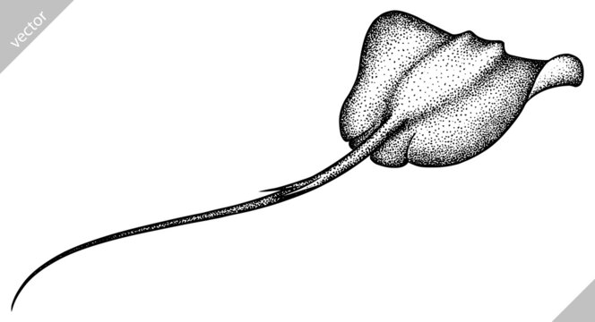 black and white engrave isolated stingray vector illustration