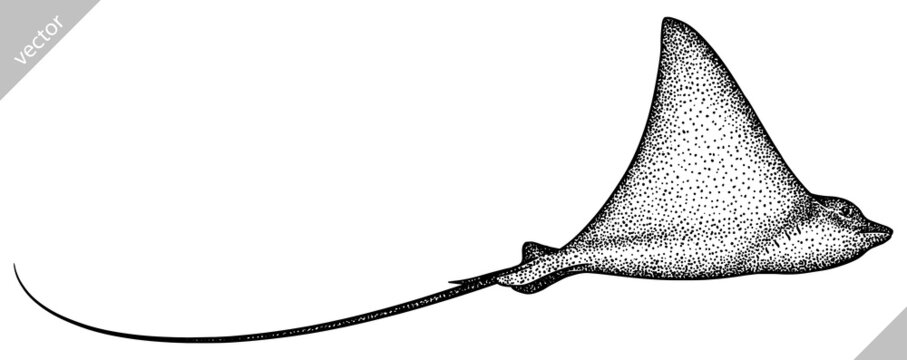 recommend clip art: black and white engrave isolated stingray vector illustration