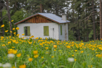Fototapeta na wymiar old house in the forest with yellow flowers meadow 