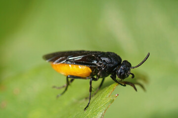 Closeup on the colorful orange and black sawlfy, Arge pagana sitting on a green leaf