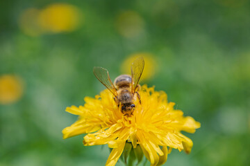 bee on yellow flower