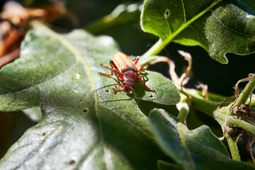 ant on leaf