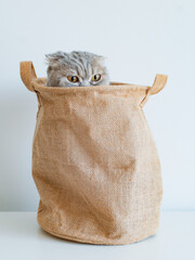 striped gray mischievous kitten tricky looks out of the bag with its eyes on a white background.