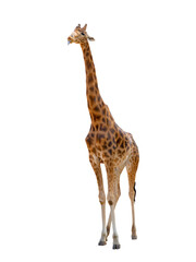 giraffe with tongue isolated on white background