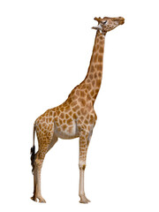 Naklejka premium giraffe standing profile isolated on white background giraffe standing profile isolated on white