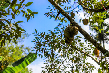 Fototapeta premium A close-up view of the seasonal fruit that one of the most popular (Durian) that is cut from the tree and placed for sale, has a sweet and delicious flavor.