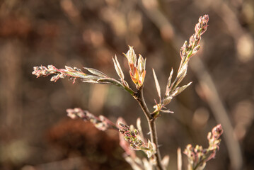 the leaf buds of a serviceberry shrub