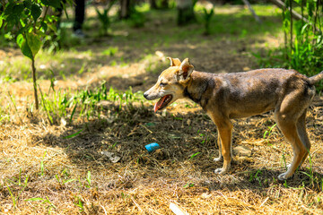 Close-up background view of the small dog Pomeranian, with a playful character and likes to play with the owner, with blurred movements while waiting for food.