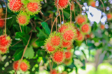The background of the sweet fruit of rambutan, with green, yellow, red, appetizing colors, is a perennial fruit found in the garden, and can be processed into canned food for export.