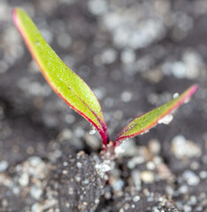 Small beet sprout in the ground in spring.