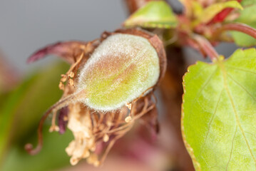 Small green apricot fruits in nature in spring.