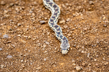 Pacific gopher snake (Pituophis catenifer catenifer) slithers on the ground.