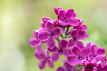 Naklejka na ściany i meble Beautiful lilac flowers in nature.