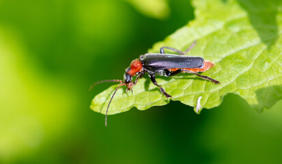 Beetle on a green leaf in nature.